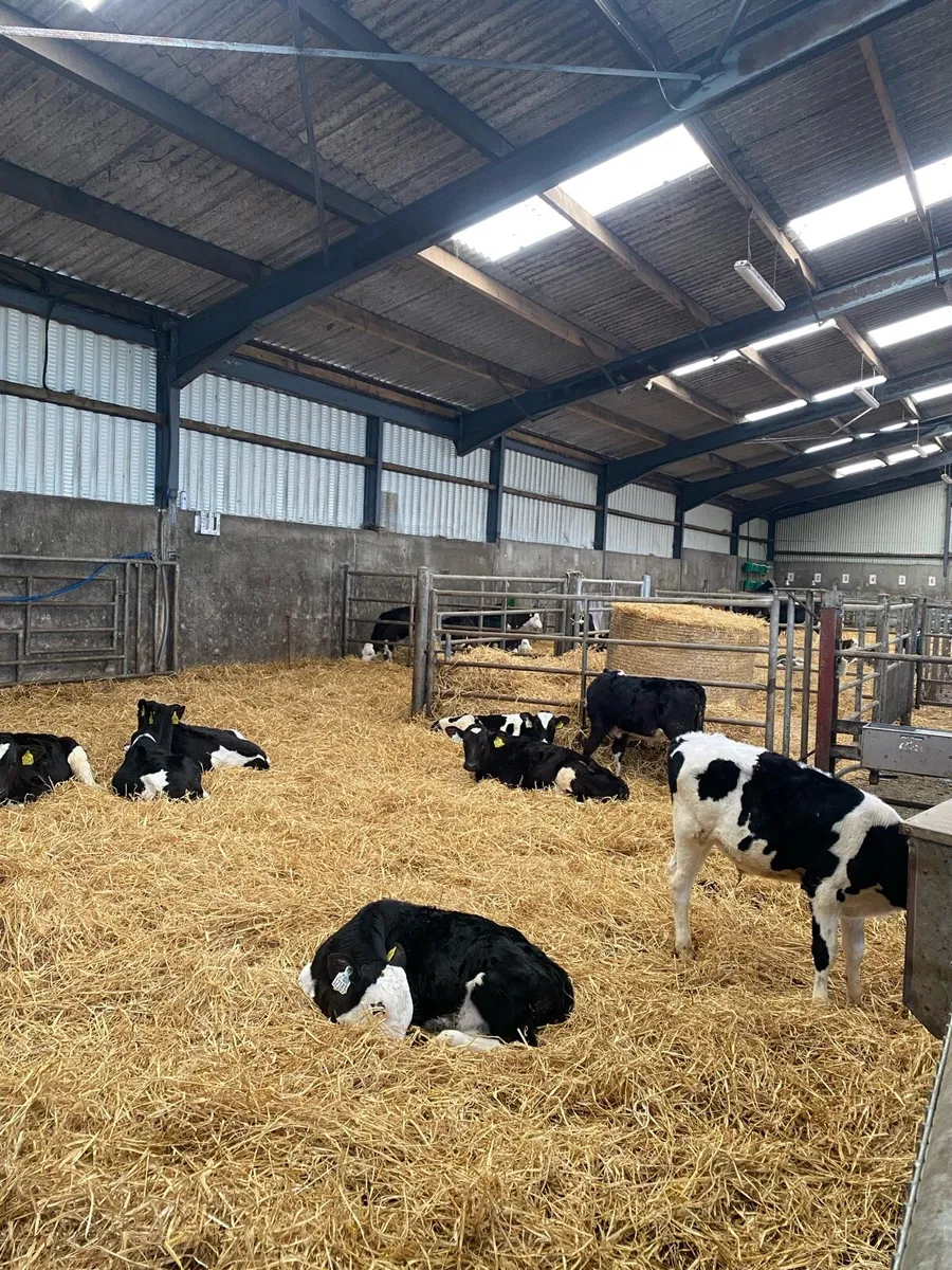 Weaned bull calves - Image 4