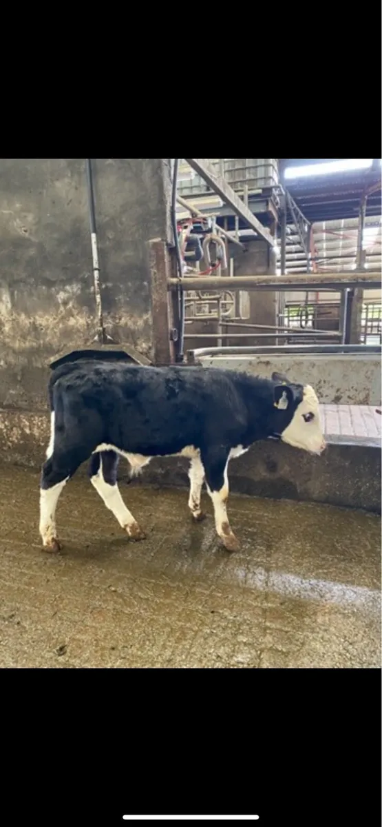 Weaned bull calves - Image 2