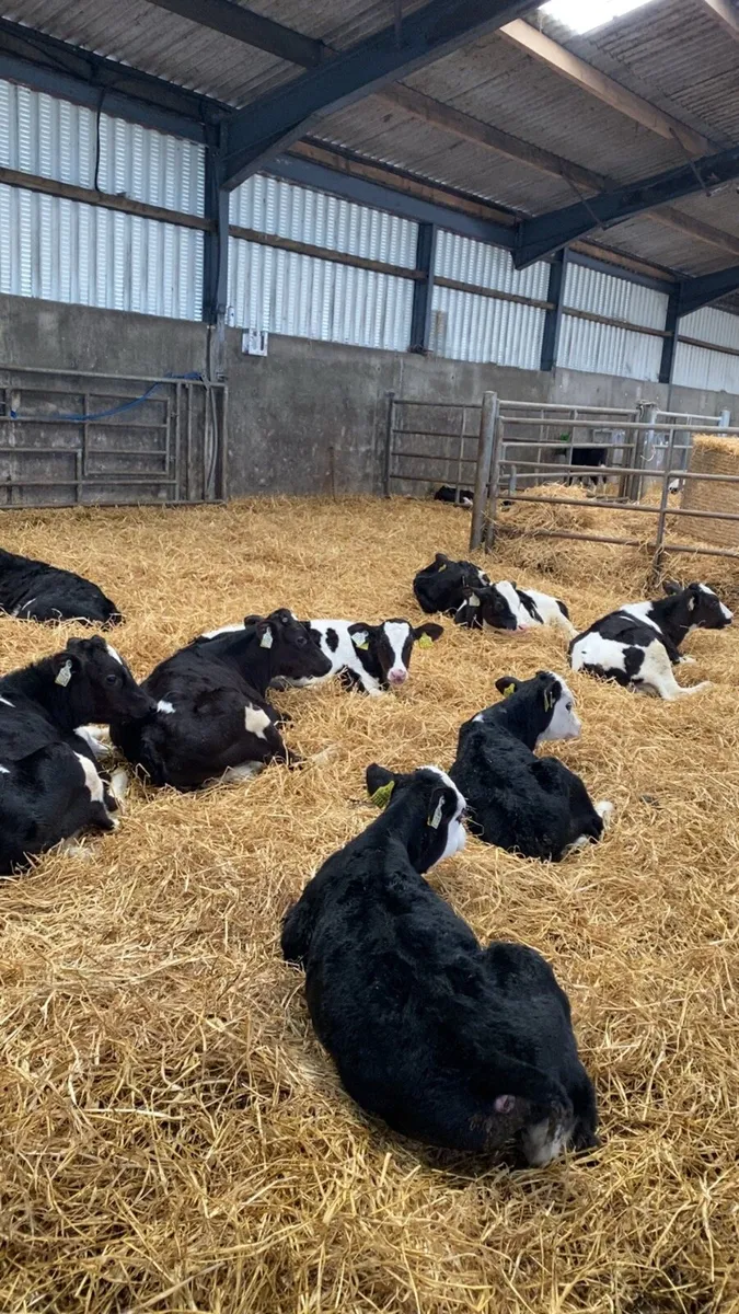 Weaned bull calves - Image 3