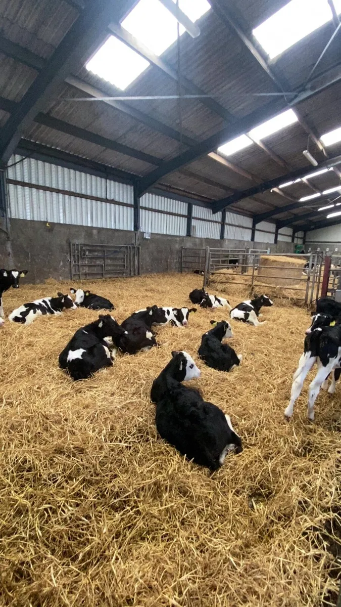 Weaned bull calves - Image 4