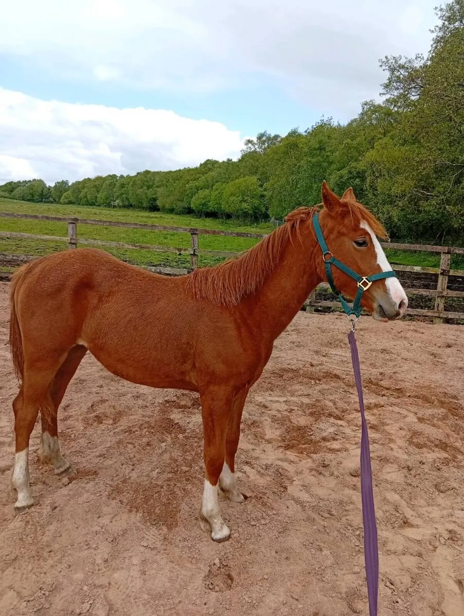 ISH yearling filly - Image 3