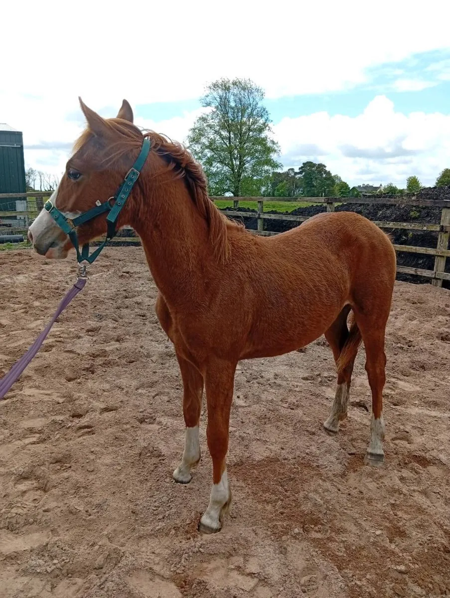 ISH yearling filly - Image 4