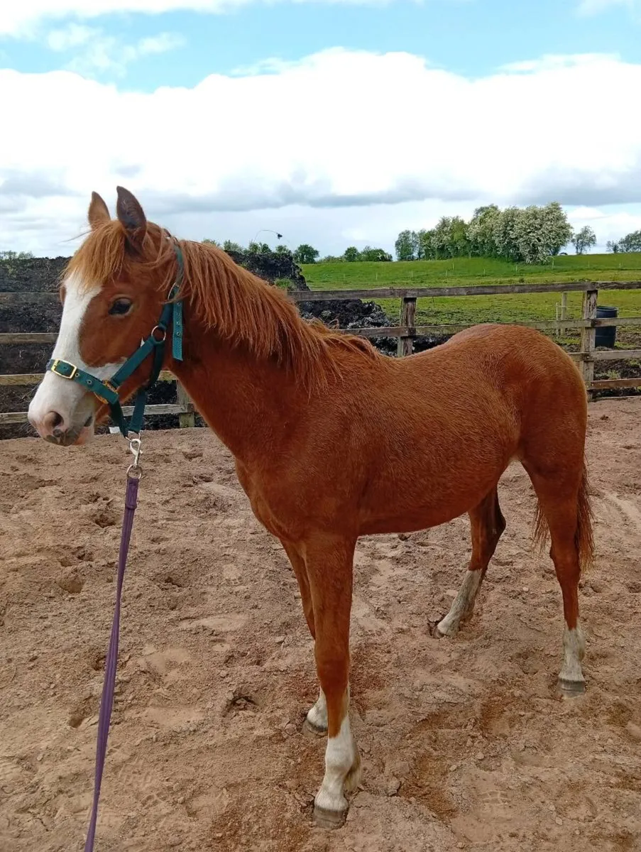 ISH yearling filly - Image 1