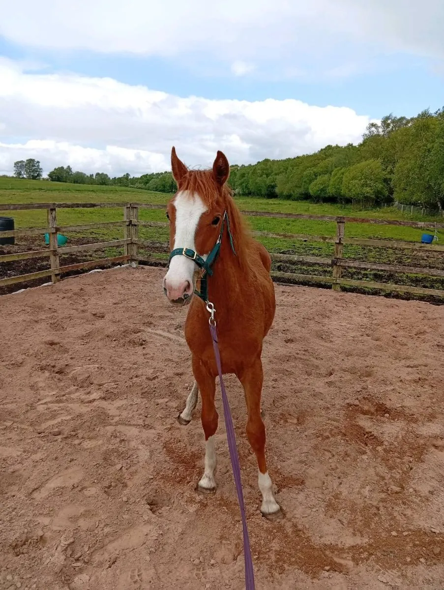 ISH yearling filly - Image 2