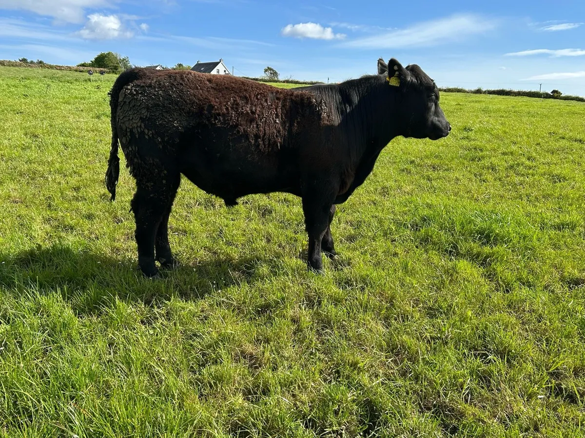 PBR Angus Bulls - Image 2