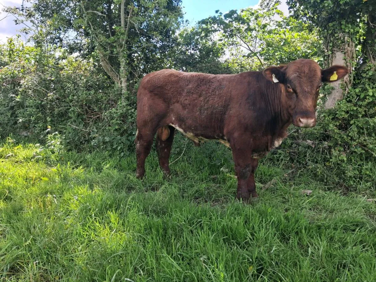 Shorthorn Bulls - Image 2
