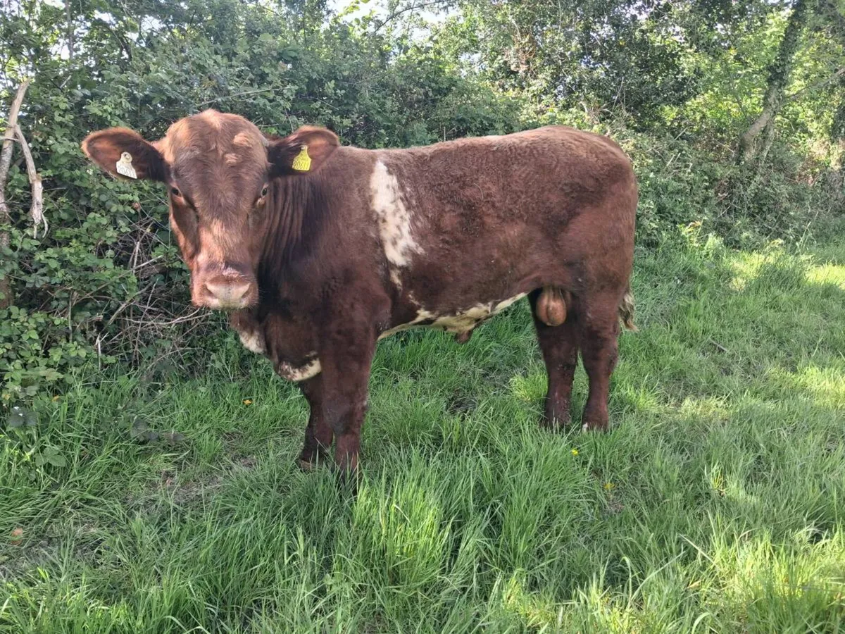Shorthorn Bulls - Image 3
