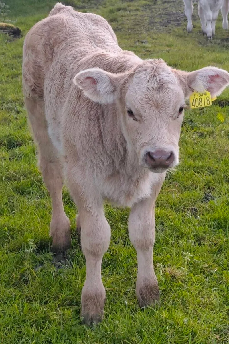 Blonde & Parthenaise Cow with Charolais Calves - Image 2