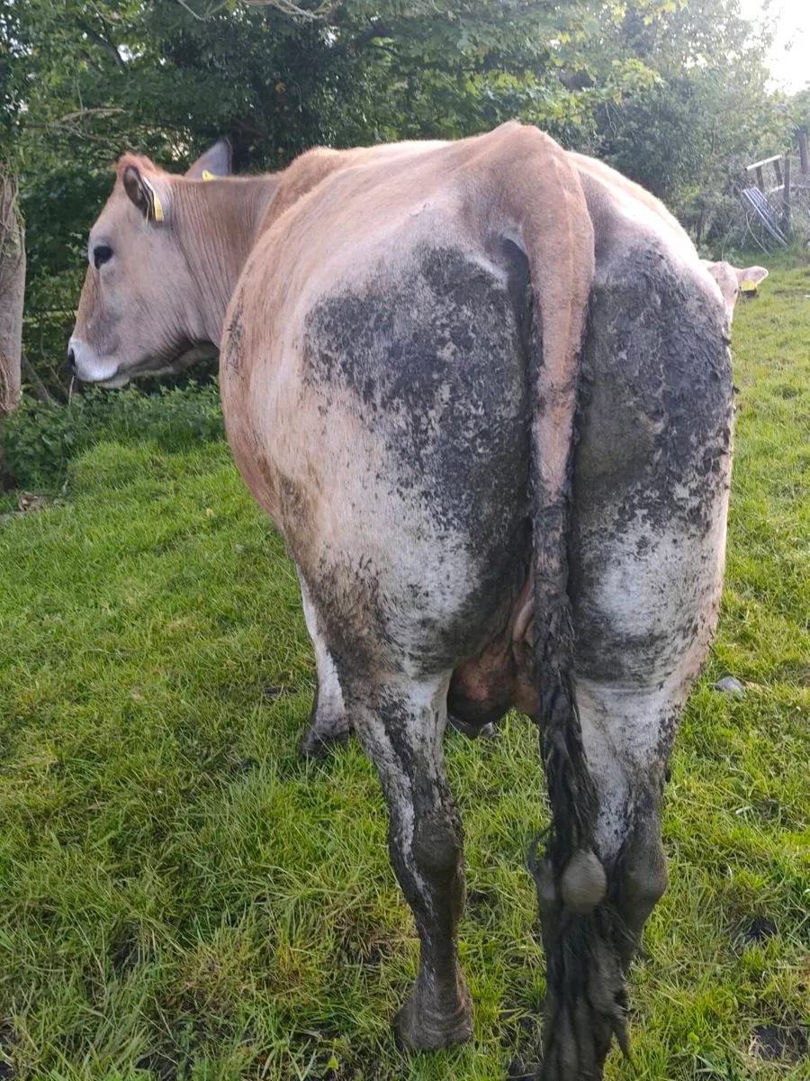 Blonde & Parthenaise Cow with Charolais Calves - Image 3