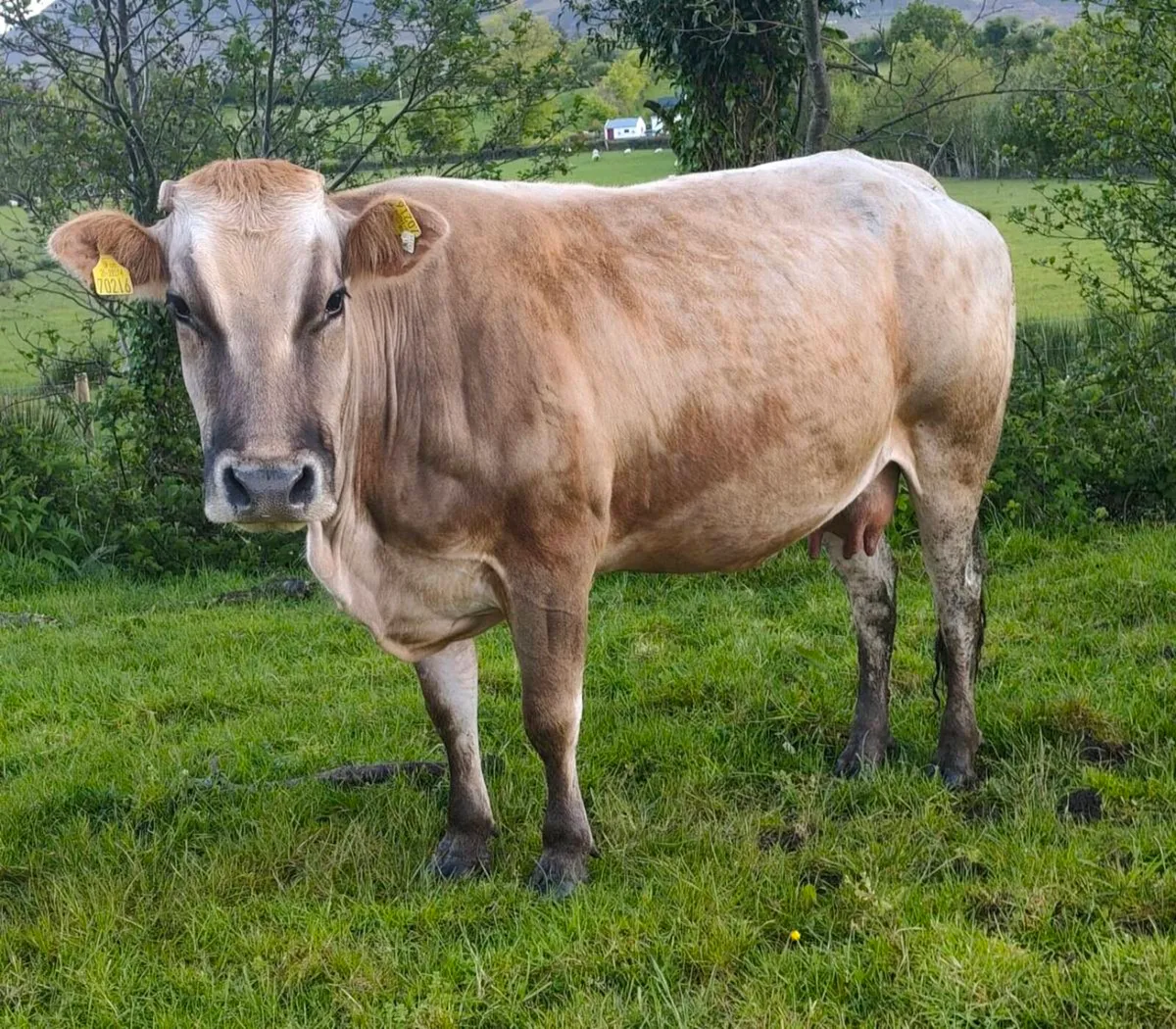 Blonde & Parthenaise Cow with Charolais Calves - Image 4
