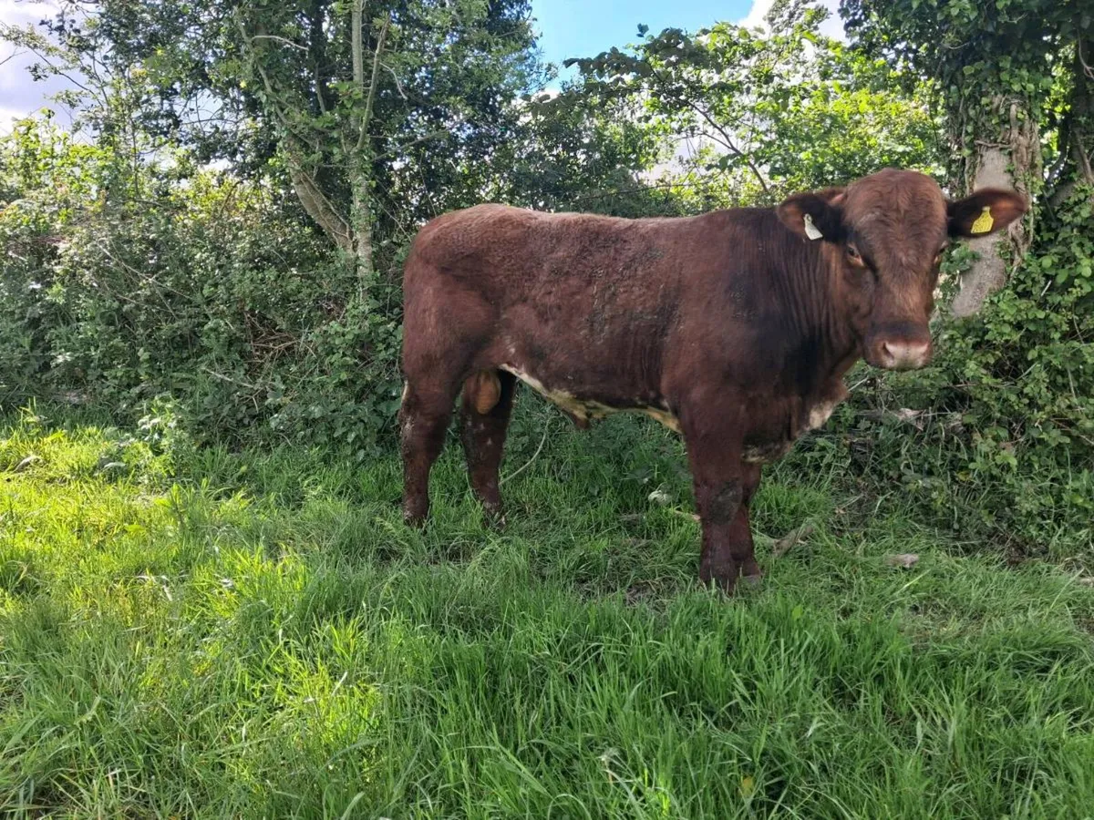 Shorthorn Bulls - Image 4