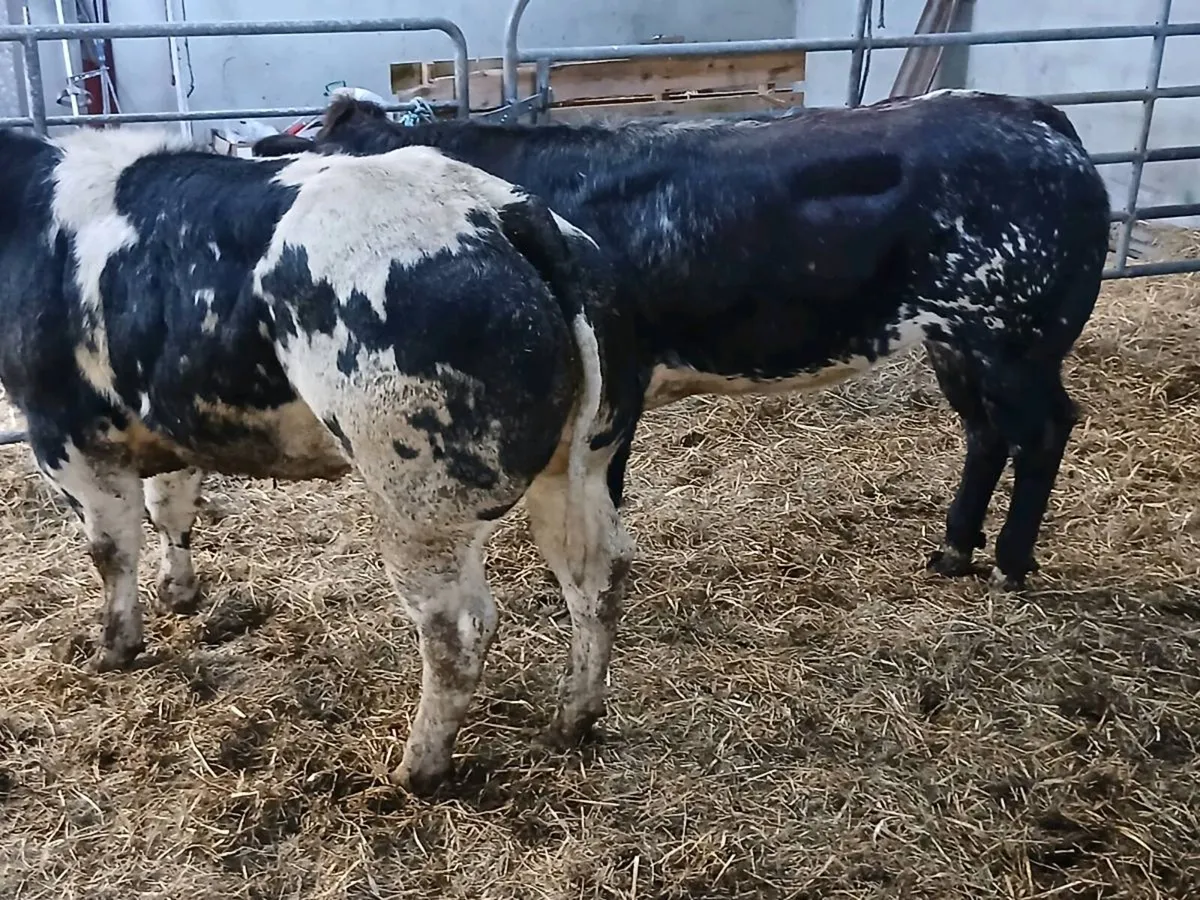 3 Top quality U Plus BBX Heifer's for sale - Image 2
