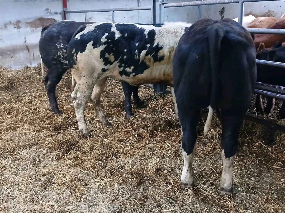 3 Top quality U Plus BBX Heifer's for sale - Image 1