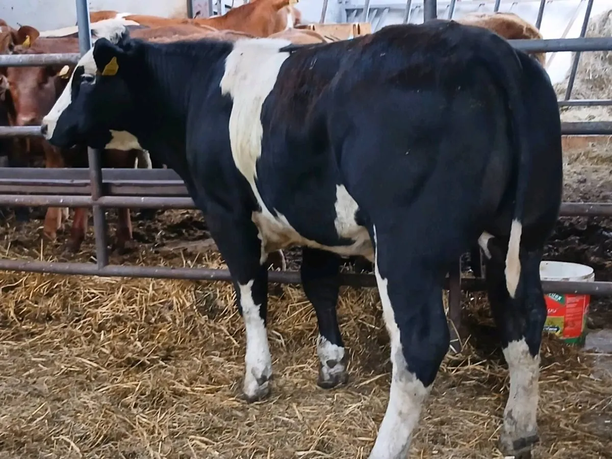 3 Top quality U Plus BBX Heifer's for sale - Image 3