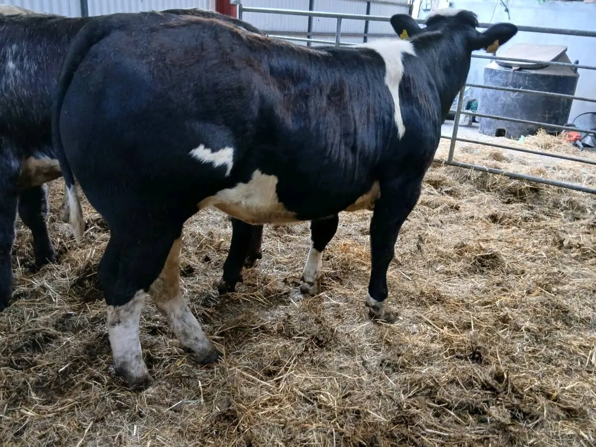 3 Top quality U Plus BBX Heifer's for sale - Image 4