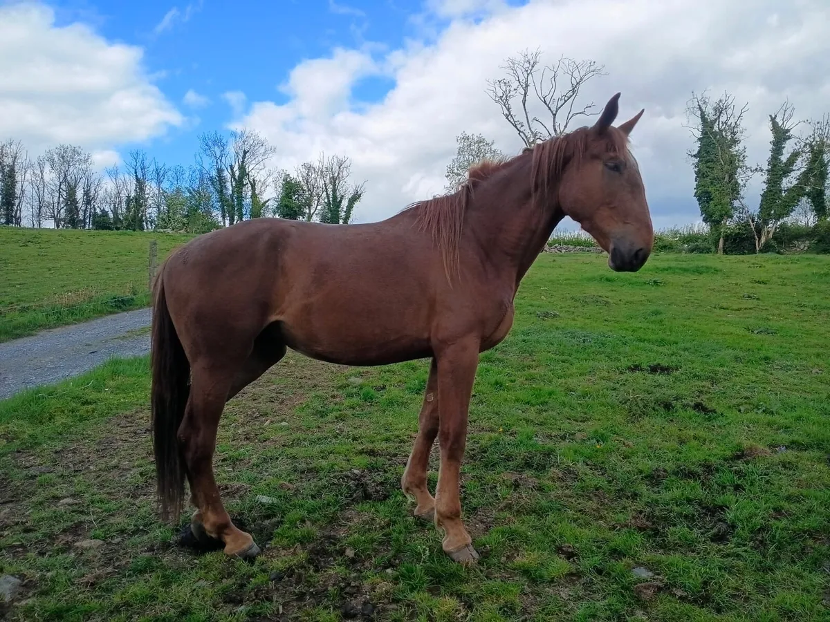 Smashing 3 year old Irish Draught Filly - Image 1