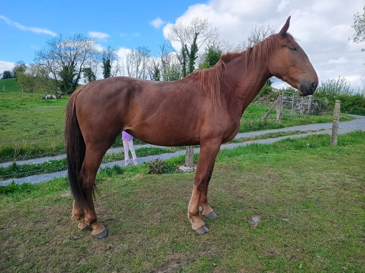 Smashing 3 year old Irish Draught Filly - Image 3