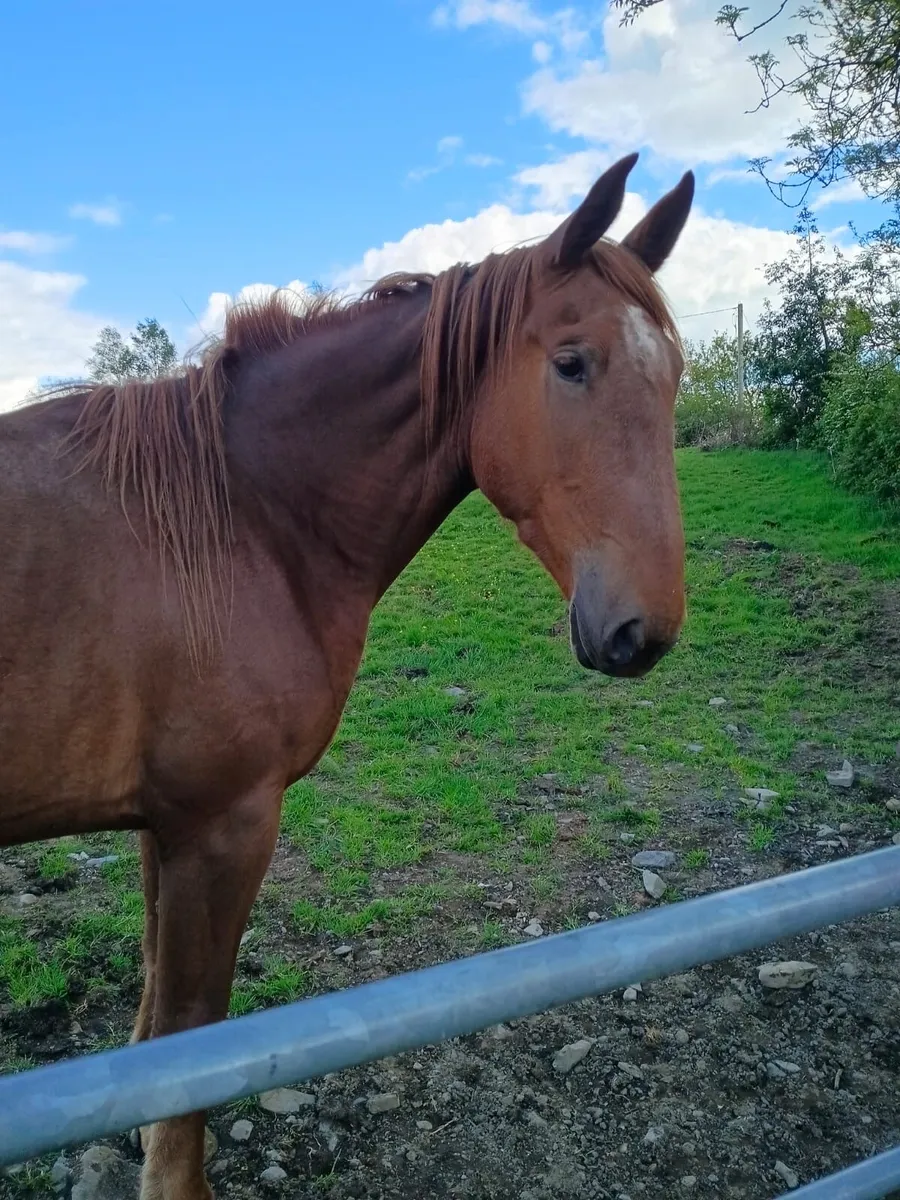 Smashing 3 year old Irish Draught Filly - Image 4