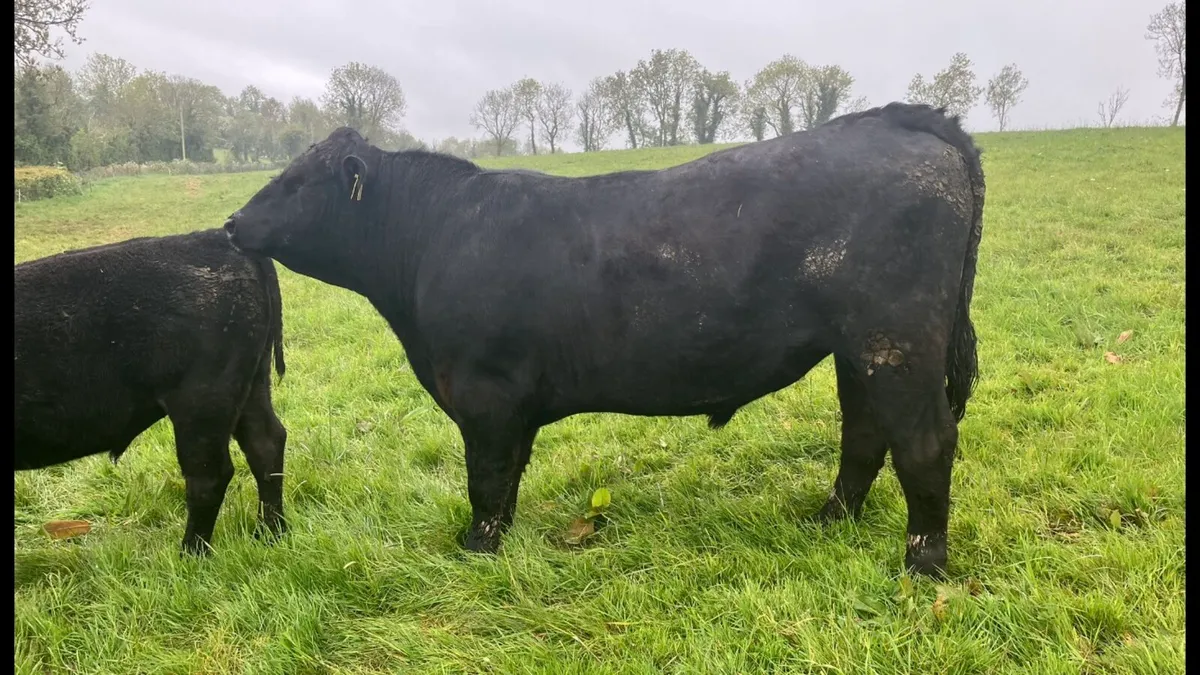 Pedigree Aberdeen Angus Bulls - Image 3