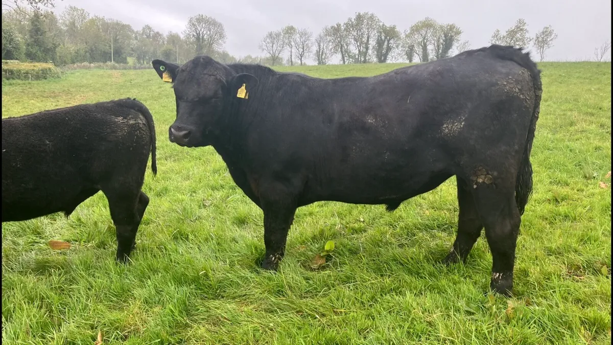 Pedigree Aberdeen Angus Bulls - Image 4