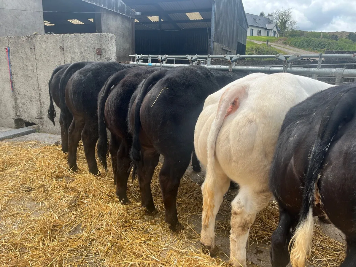 Show/Breeding Heifers @ Gortatlea Wed 20th May - Image 1