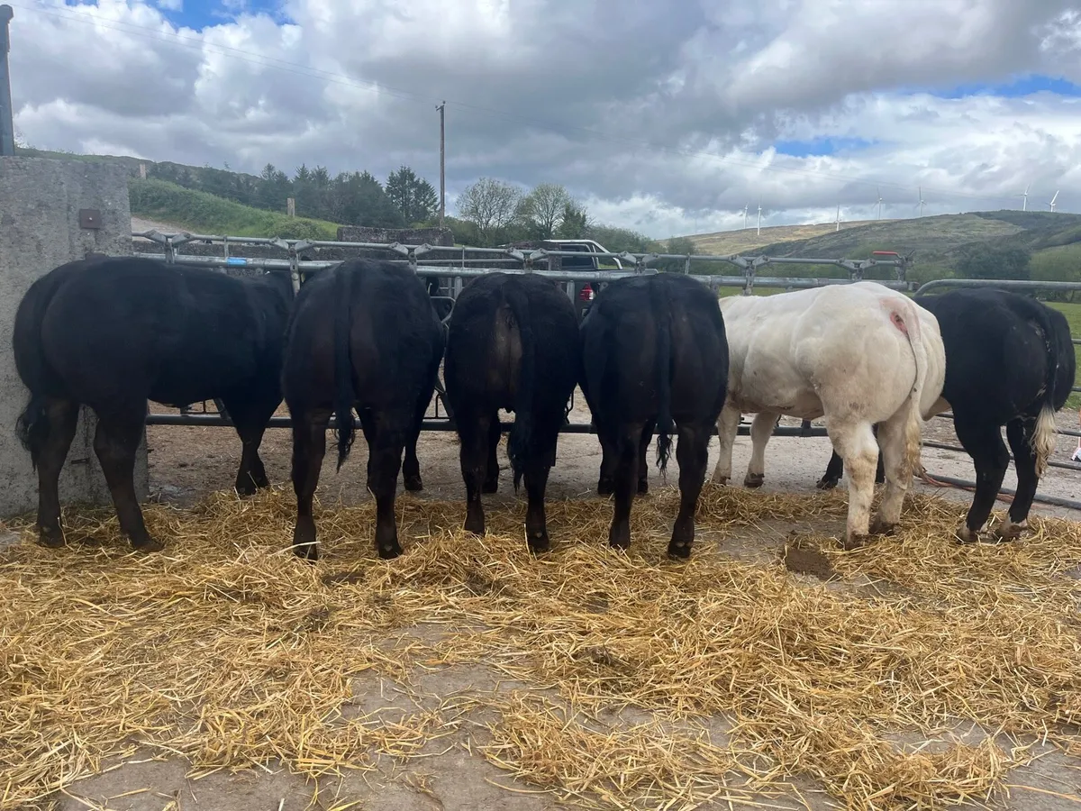 Show/Breeding Heifers @ Gortatlea Wed 20th May - Image 2