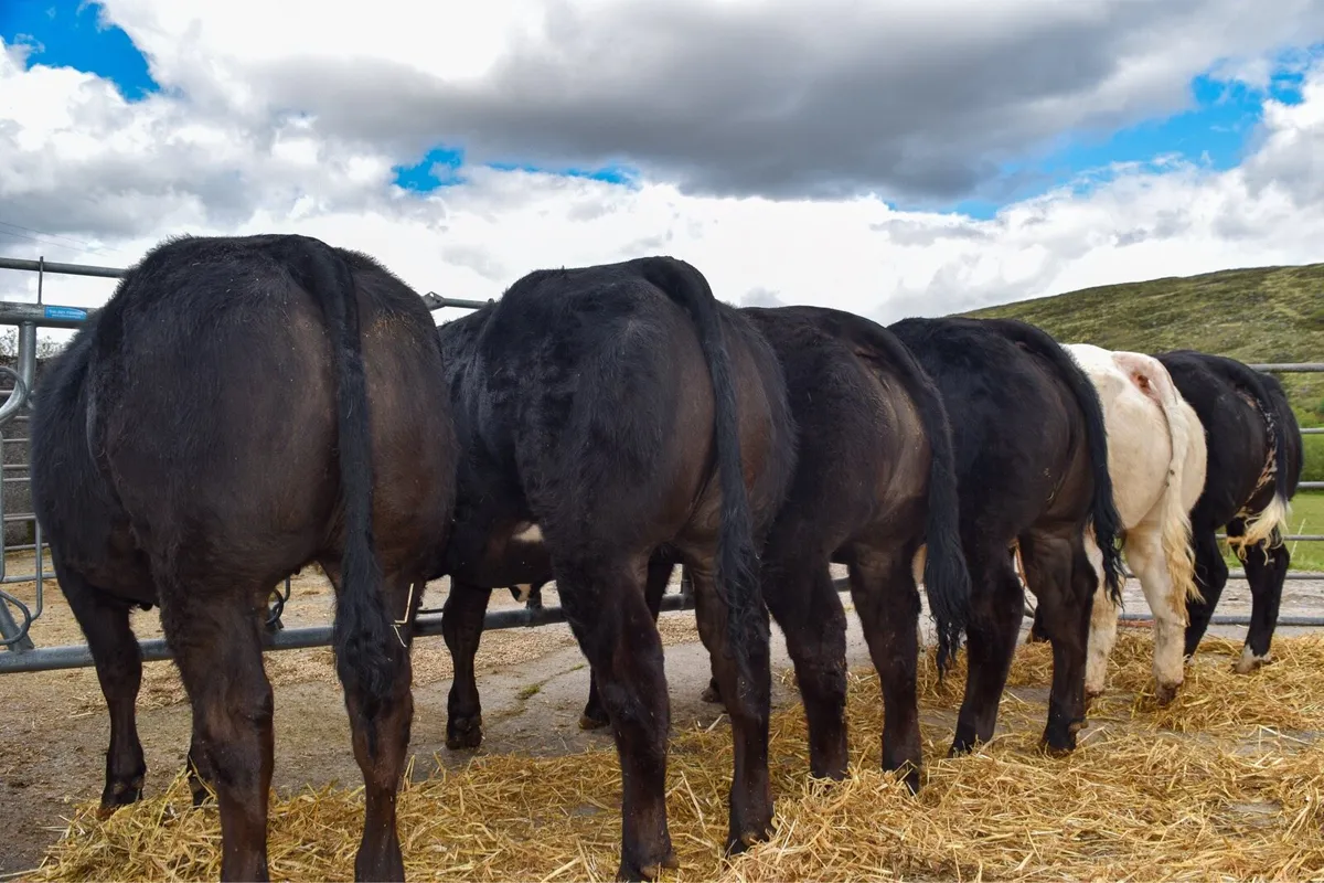 Show/Breeding Heifers @ Gortatlea Wed 20th May - Image 3
