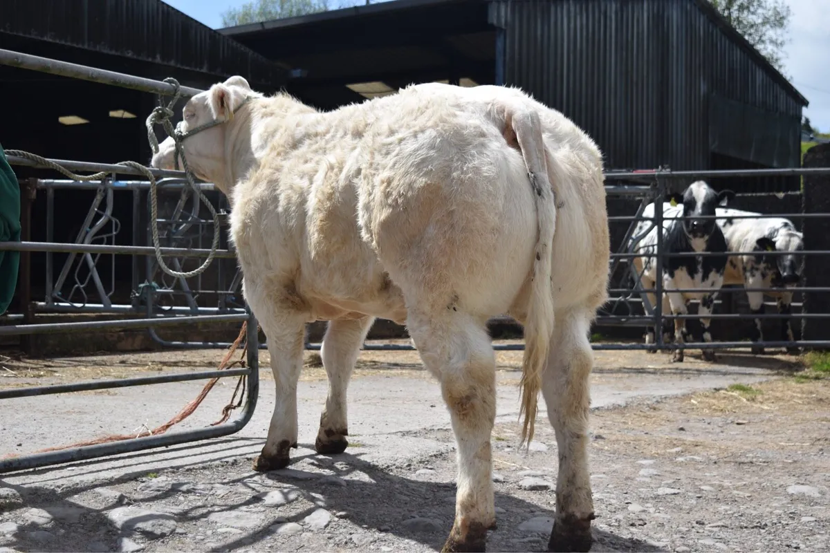 Show/Breeding Heifers @ Gortatlea Wed 20th May - Image 4