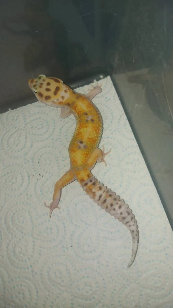 Baby male leopard gecko - Image 1