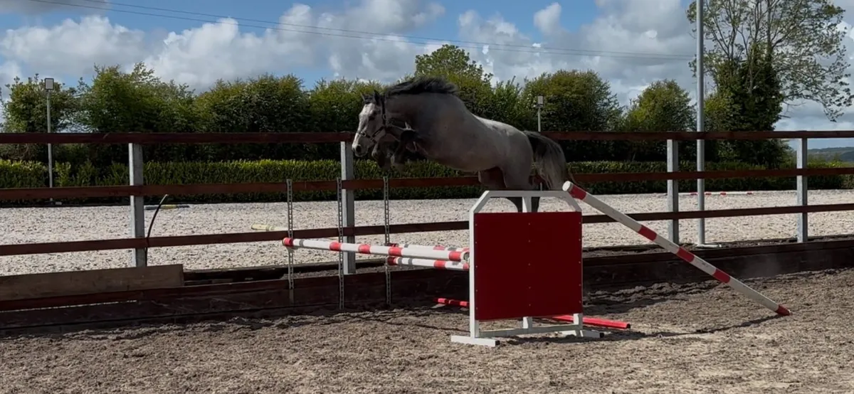3yr old colt zirroco blue - Image 1