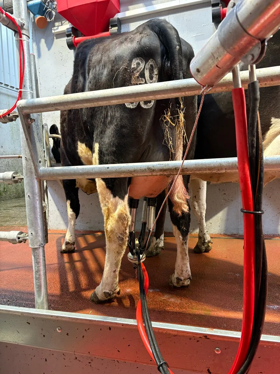 Calved heifer - Image 1