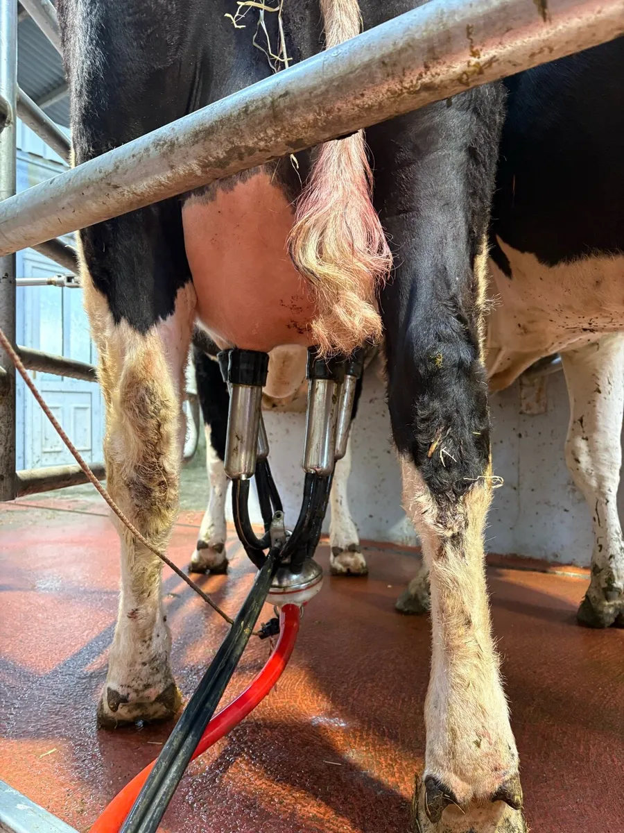 Calved heifer - Image 2