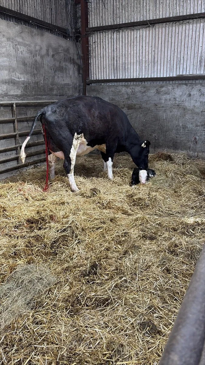 Calved heifer - Image 3