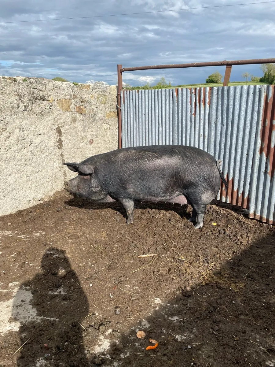 Large black pig - Image 1