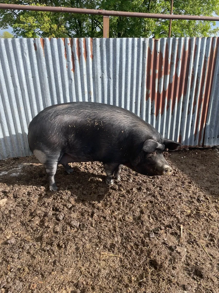 Large black pig - Image 2