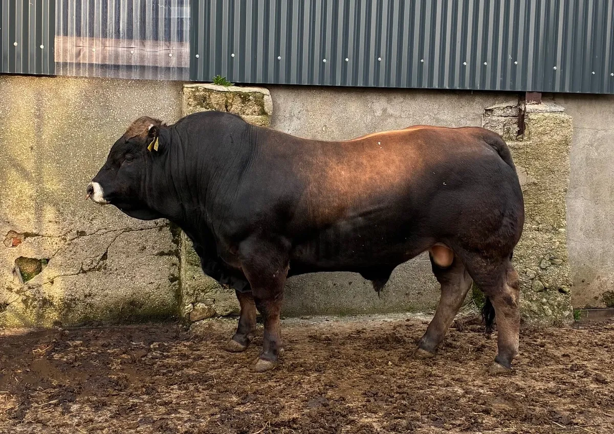 Livestock - Image 1