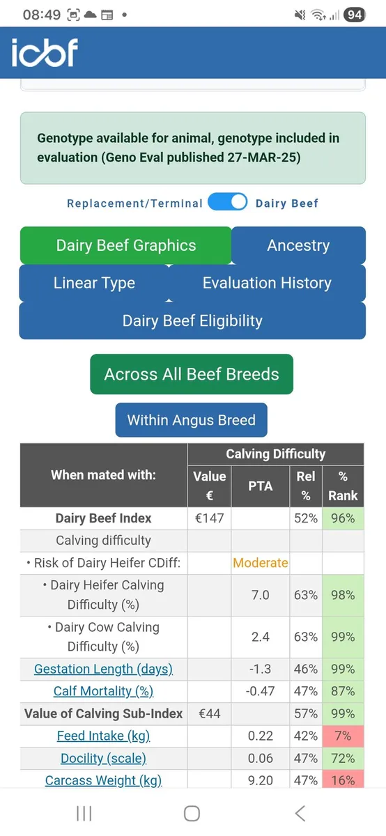 Angus Bull EASY Calving - Image 4