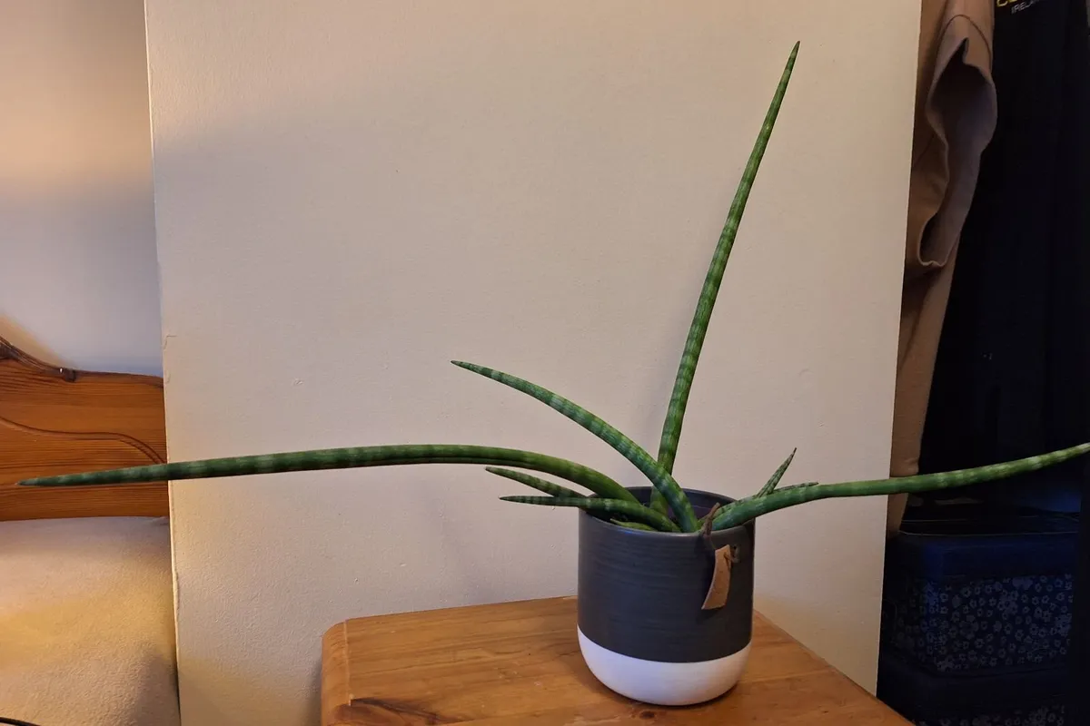 ​African Spear Plant in Ceramic Pot - Image 3