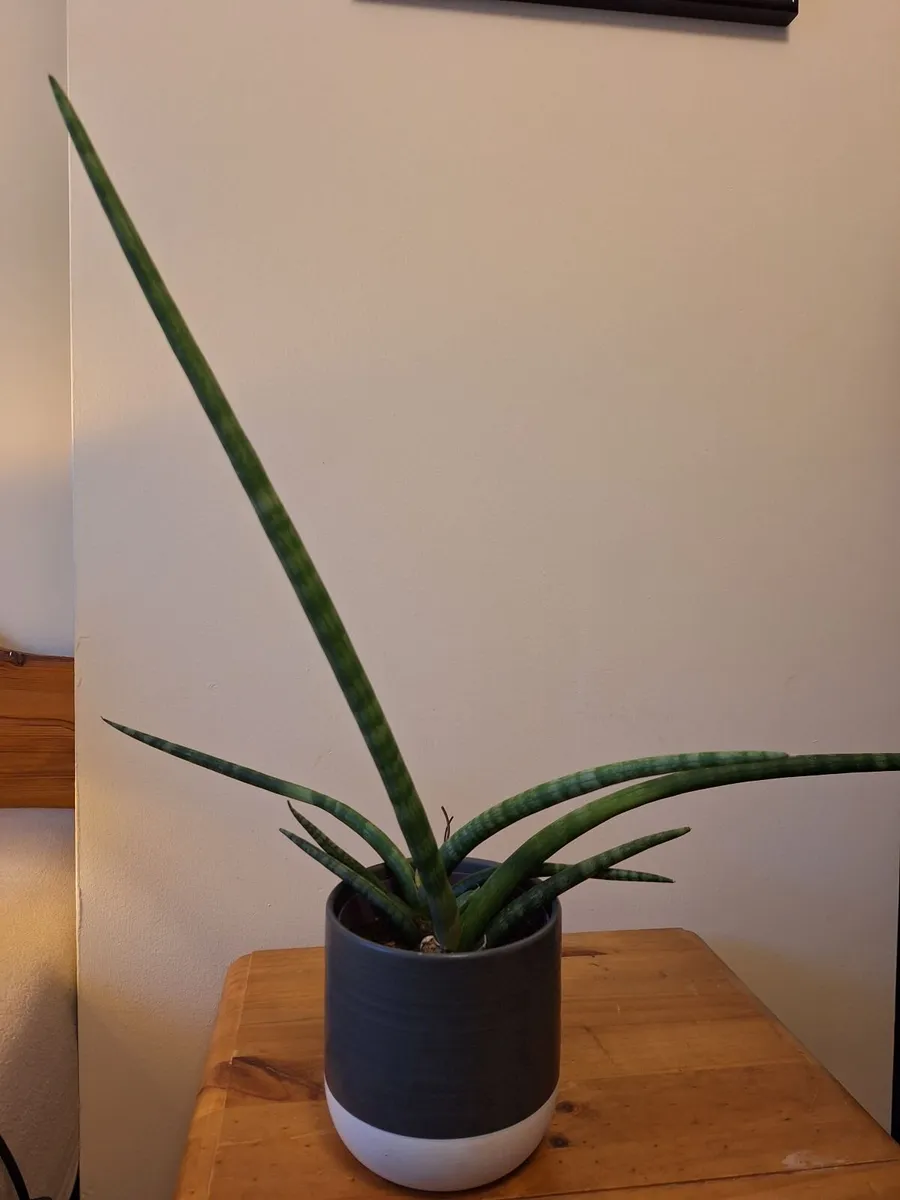 ​African Spear Plant in Ceramic Pot - Image 4