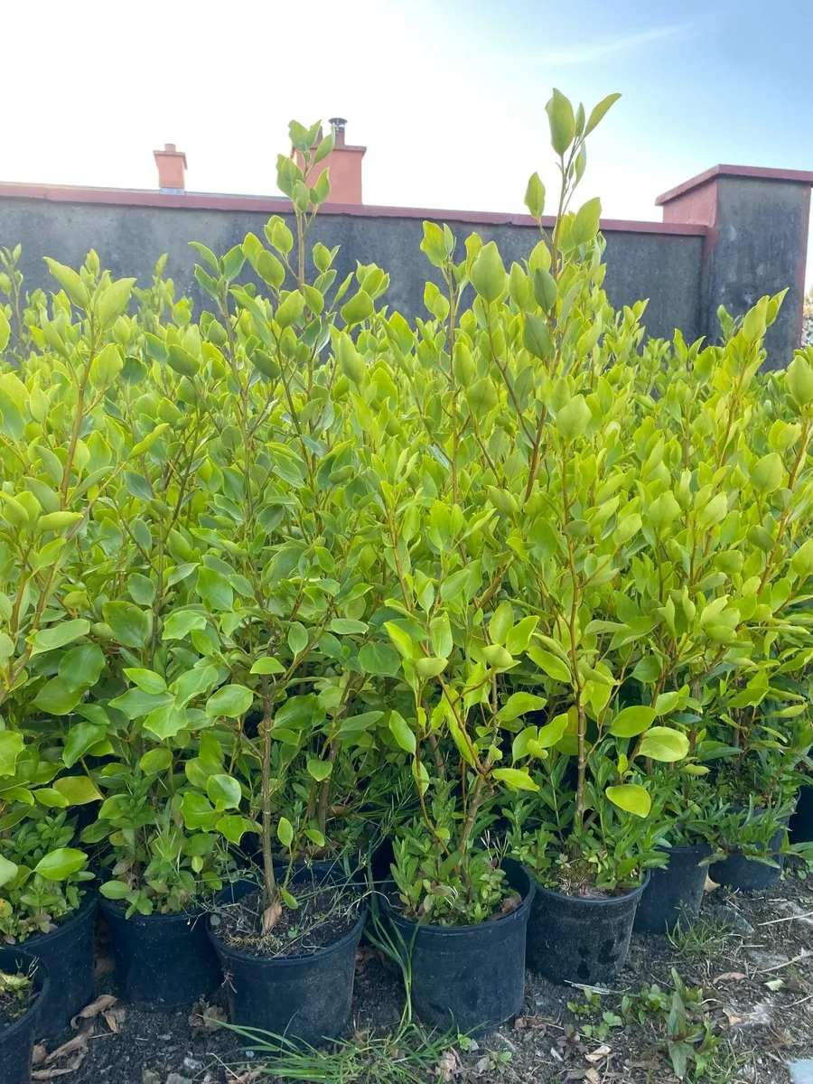 Hedging - Image 1