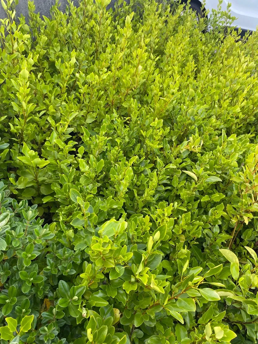 Hedging - Image 2