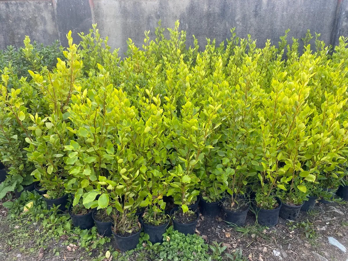 Hedging - Image 3