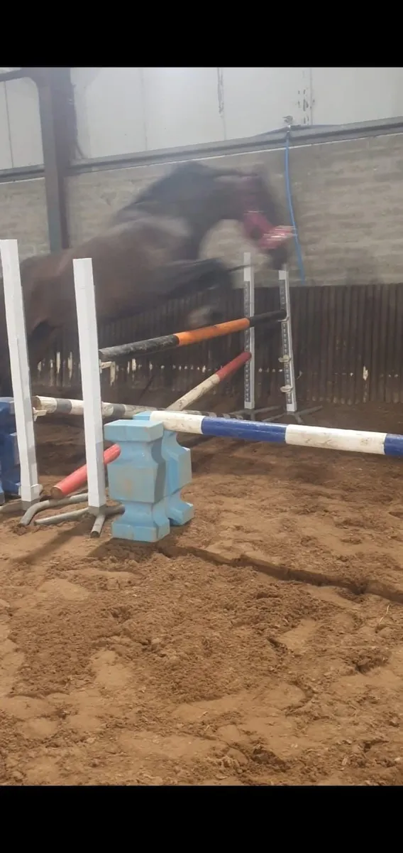 Horse - Image 1