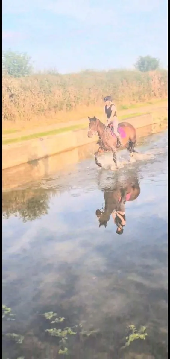 Horse - Image 2