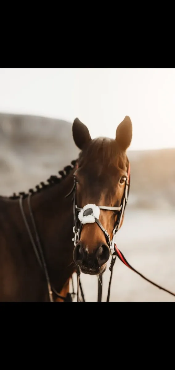 Horse - Image 3
