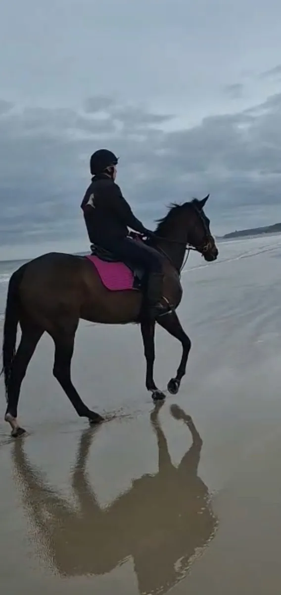 Horse - Image 4
