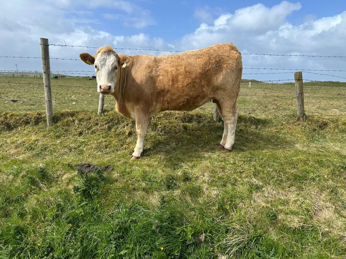Organic  Charolais  springer with  stars  ⭐ ⭐ - Image 3