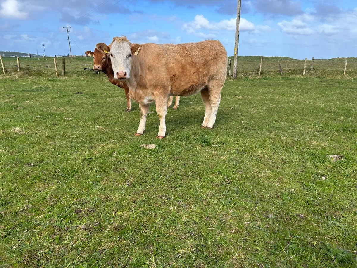 Organic  Charolais  springer with  stars  ⭐ ⭐ - Image 4