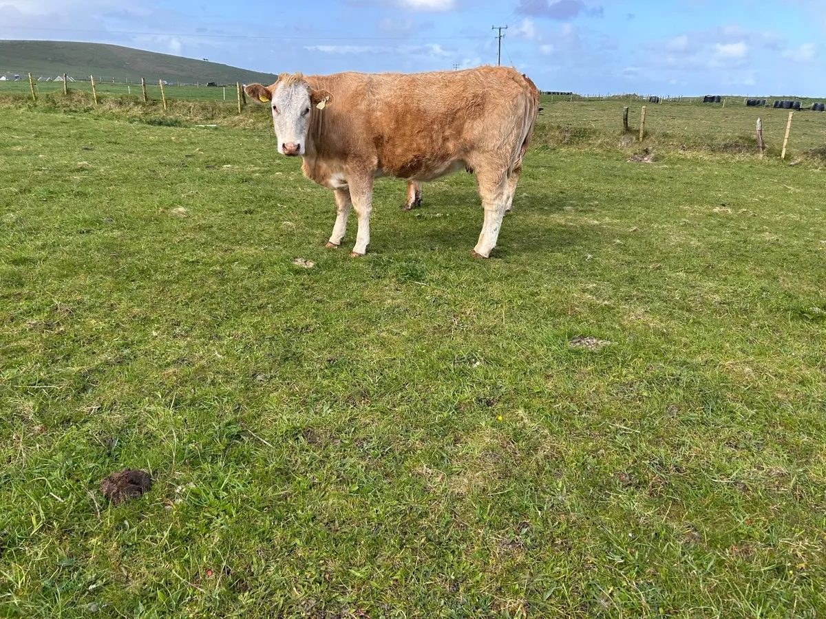 Organic  Charolais  springer with  stars  ⭐ ⭐ - Image 2