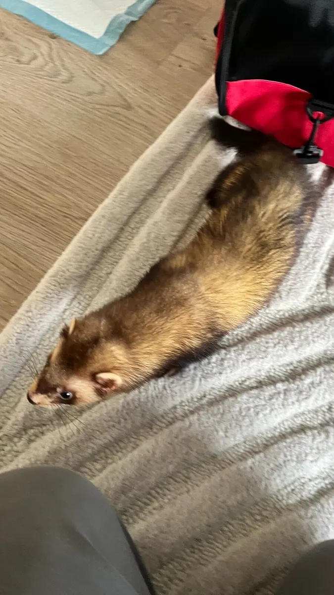 Ferret